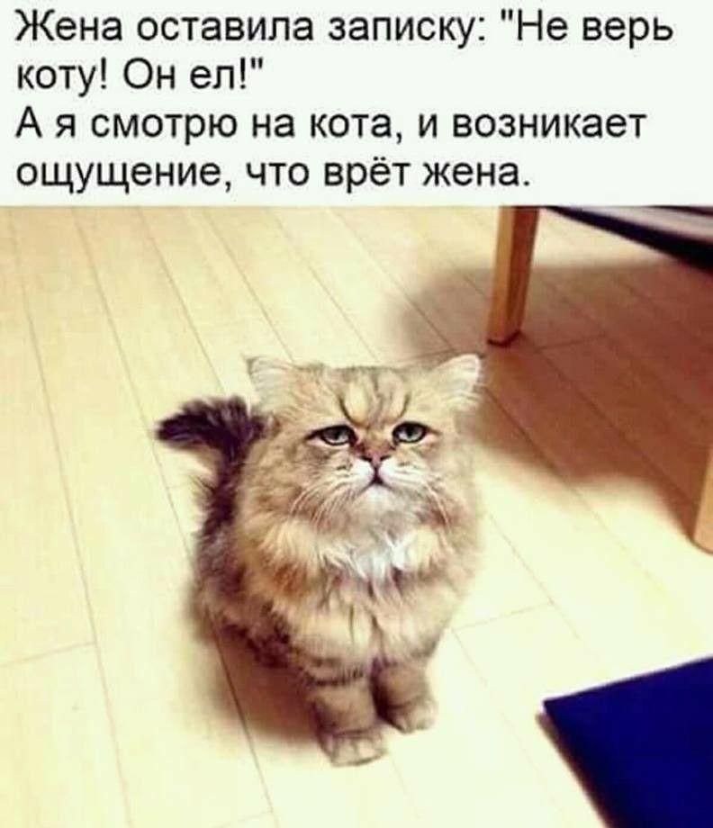 Жена оставила записку Не верь коту Он ел А я смотрю на кота и возникает ощущение что врёт жена _