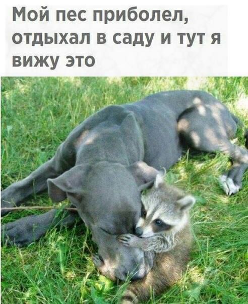 Мой пес приболел отдыхал в саду и тут я вижу это 3