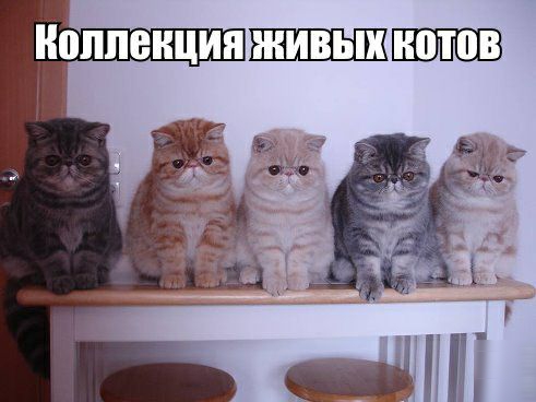 1 _оппенция котов