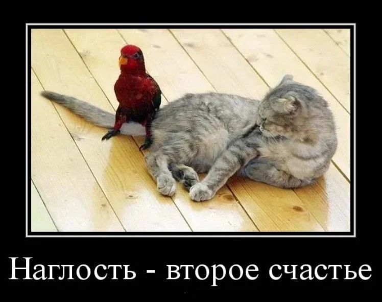 Наглость второе счастье