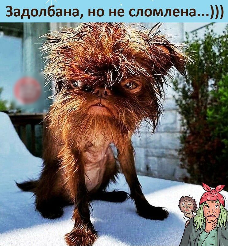 Задолбана но не сломлена