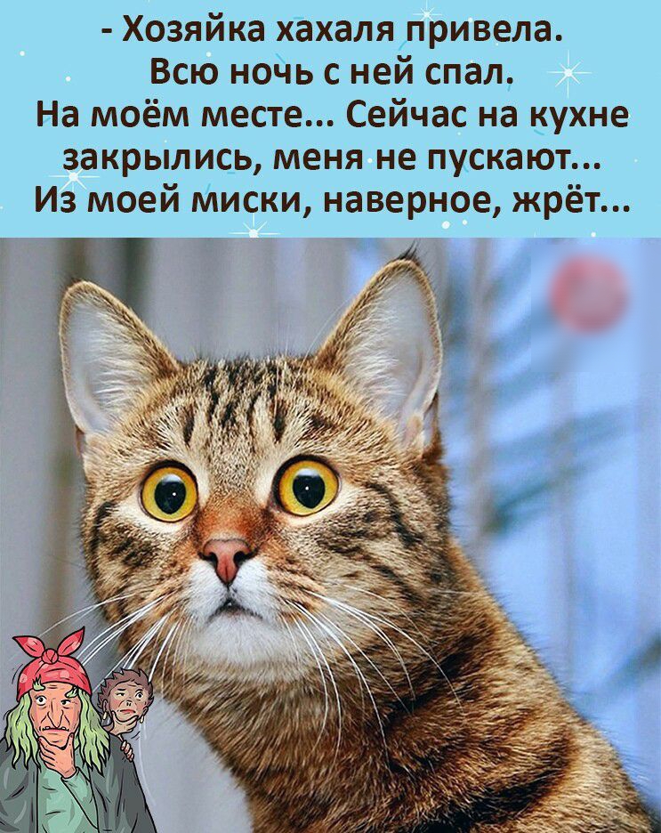 Хозяйка хахалялривела Всю нойь с ней спал На моём месте Сейчас на кухне закрылись меня не пускают Из моей Миски наверное жрёт