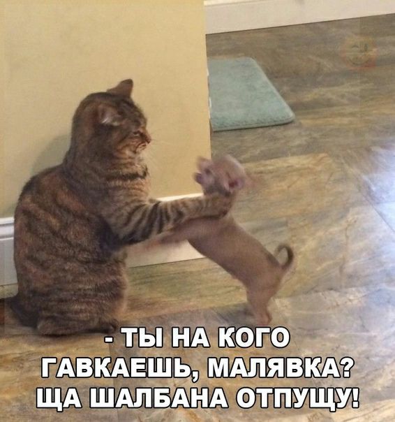 Бкаешеймалявка  шалбана отпущу!