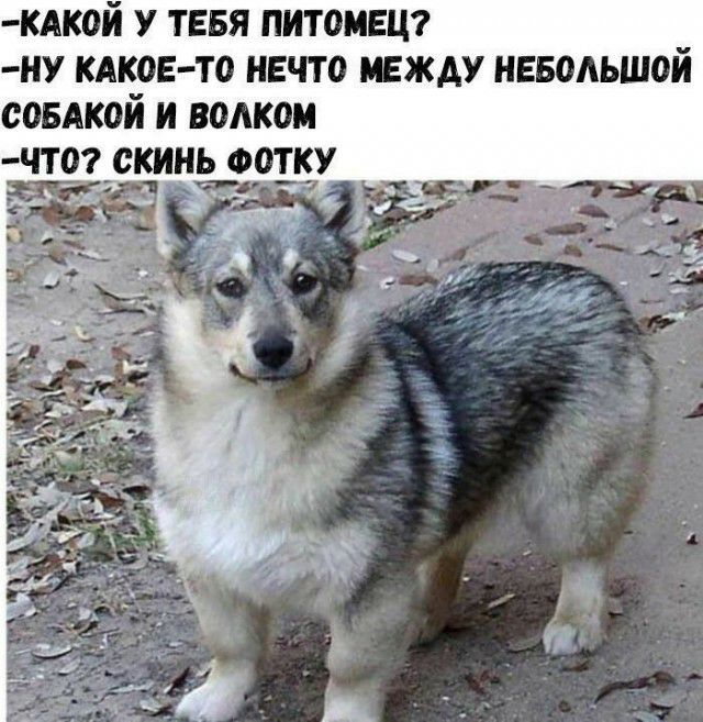 кякой у тевя питоивцг ну КАКОЕ ТО нечто между неводьшой самкой и водком