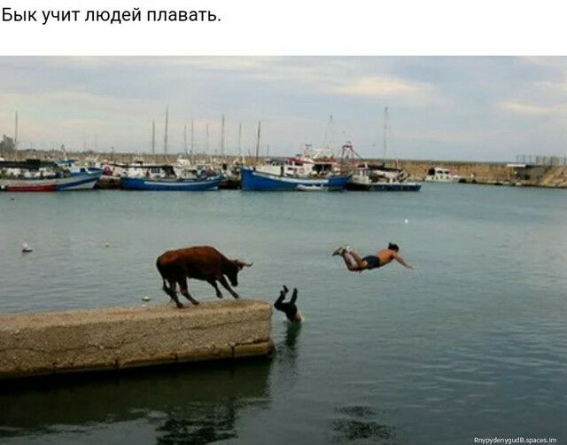Бык учит людей плавать