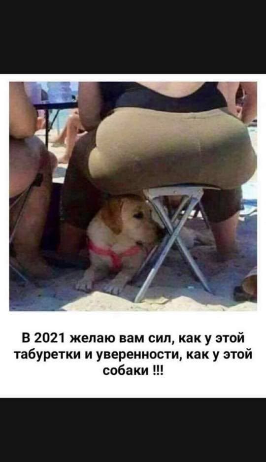 В 2021 желаю вам сип как у этой табуретки и уверенности как у этой собаки
