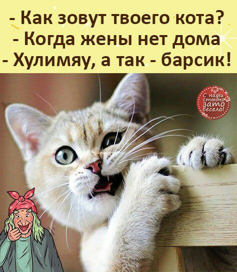 дКак зовут твоего кота _ Когда жены нет дома Хулимяу а так барсик