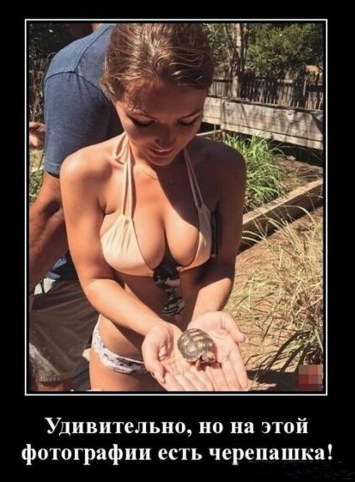Удивительно но на этой фотографии есть черепашка