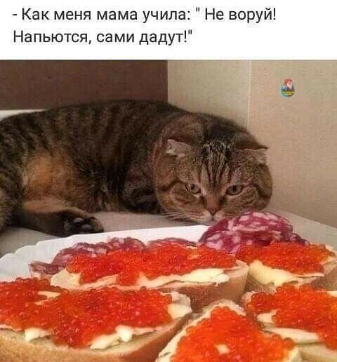 Как меня мама учила Не воруй Напьются сами дадут