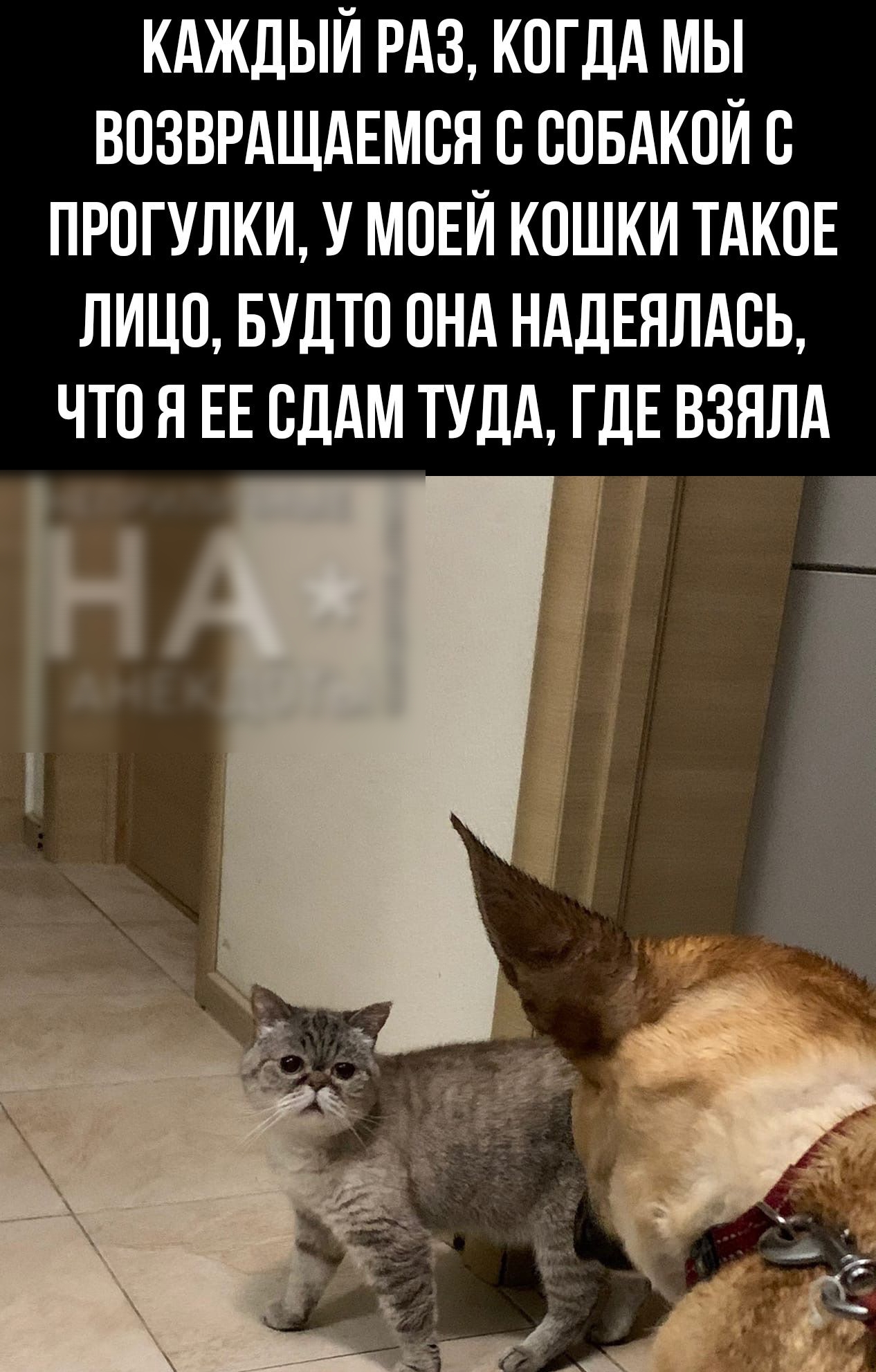 КАЖДЫЙ РАЗ КОГДА МЫ ВПЗВРАЩАЕМВЯ В СПБАКОЙ С ПРОГУЛКИ У МОЕЙ КОШКИ ТАКОЕ ЛИЦО БУДТО ПНА НАДЕНЛАСЬ ЧТО Я ЕЕ СДАМ ТУДА ДЕ ВЗНЛА