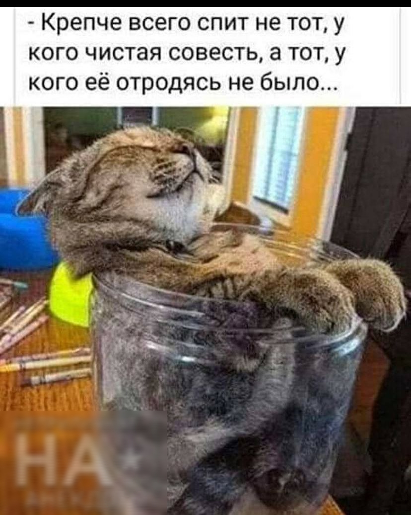 Крепче всего спит не тот у кого чистая совесть а тот у кого её отродясь не было