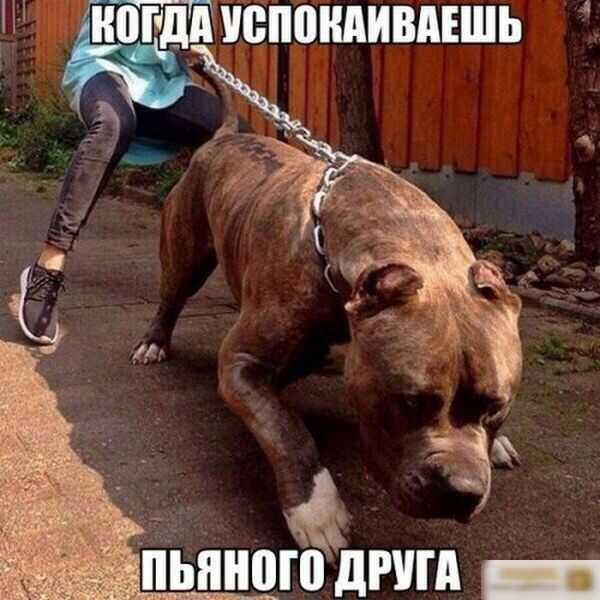 итог іііпоидишшь пьяного дгш _