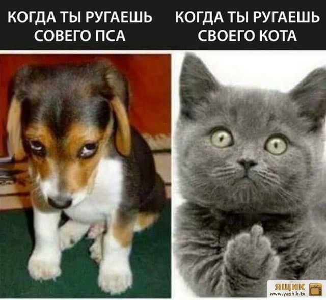 КОГДА ТЫ РУГАЕШЬ КОГДА ТЫ РУГАЕШЬ СОВЕГО ПСА СВОЕГО КОТА