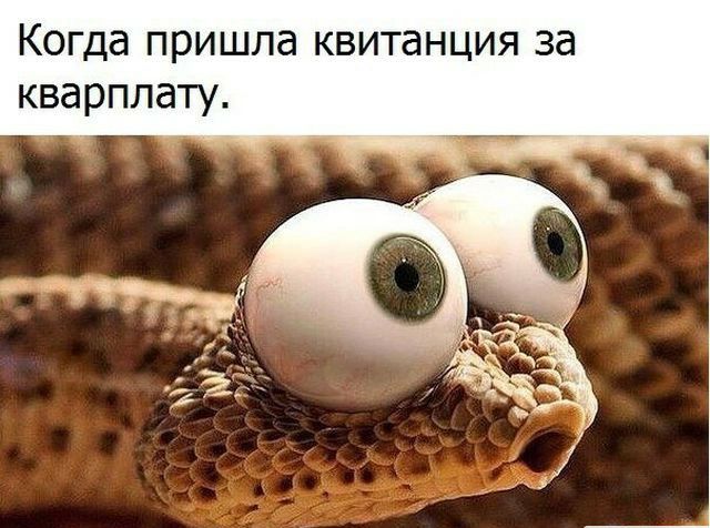 Когда пришла квитанция за кварплату
