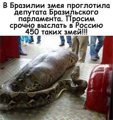В Бразилии змея проглотила депутата Бразильского парламента Просим срочно выслать в Р__оссию 450 таких змеи