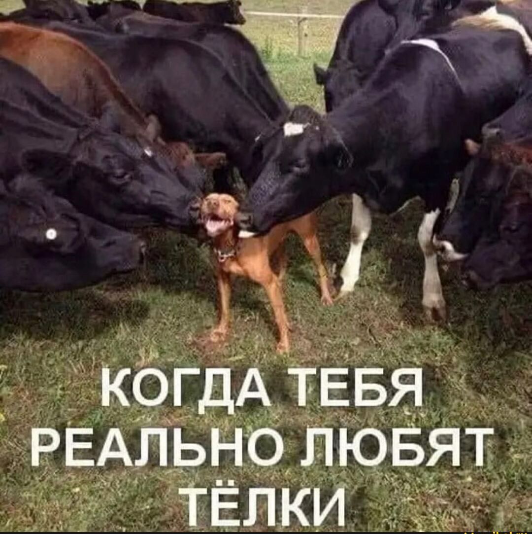 КОГДА ТЕБЯ РЕАЛЬНО пювят