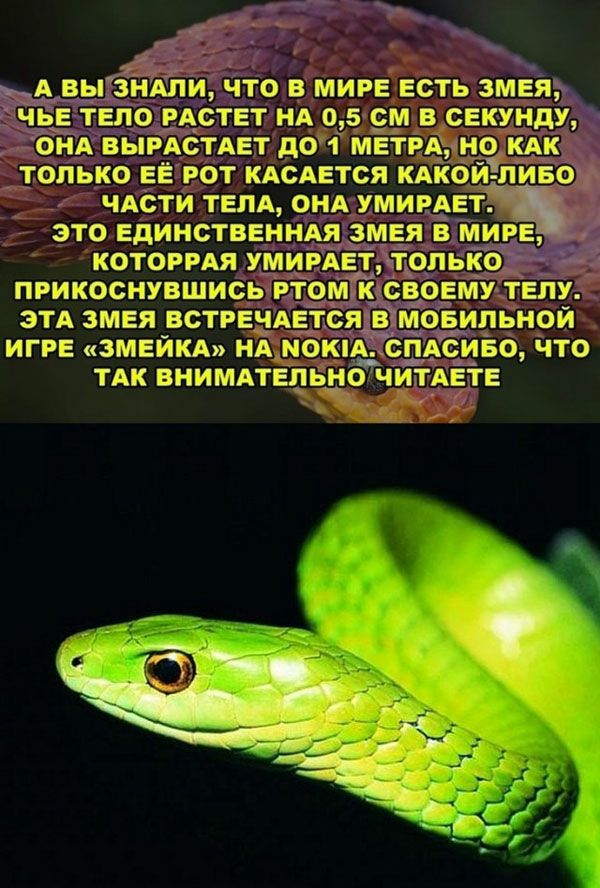 ЭТА ЗМЕЯ ВСТРЕЧАЕТС Я МОБИЛЫ 10 ИГРЕ ЗМЕЙКА НЪМ0КА ФПАОИБО ЧТО ТАК ВНИМАТЕЛЬНЙГЧИТЁАЕТЕ