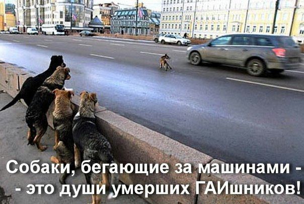 Собаки бегающие за ашинами это душИумерших ГАИШ ков