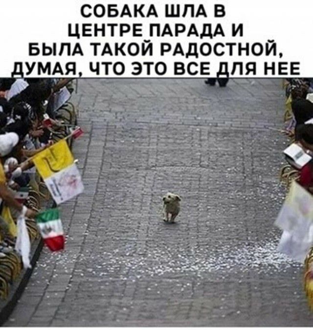 СОБАКА ШПА В ЦЕНТРЕ_ПАРАДА И БЫПА ТАКОИ РАДОСТНОЙ _УМАЯ ЧТО ЭТО ВСЕ
