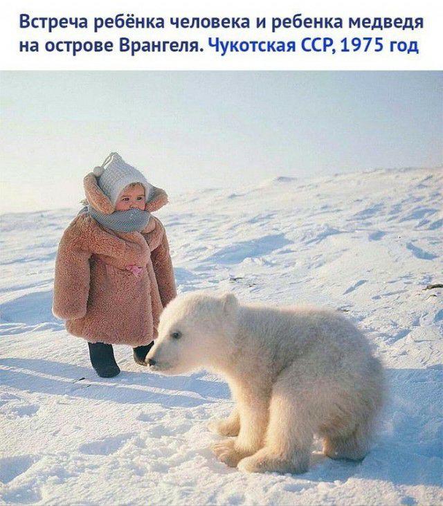 Встреча ребёнка человека и ребенка медведя на острове Врангеля Чукотская ССР 1975 год