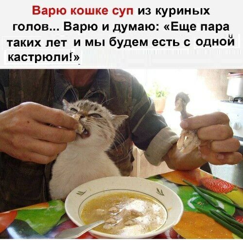 Варю кошке суп из куриных гопов Варю и думаю Еще пара таких лет и мы будем есть с одной кастрюли