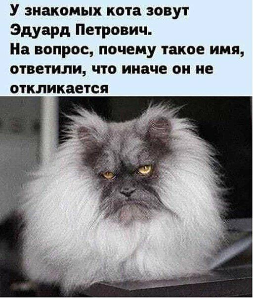 У знакомых кота зовут Эдуард Петрович На вопрос почему такое имя ответили что иначе он не ОТКЛИКЗЕТСЯ
