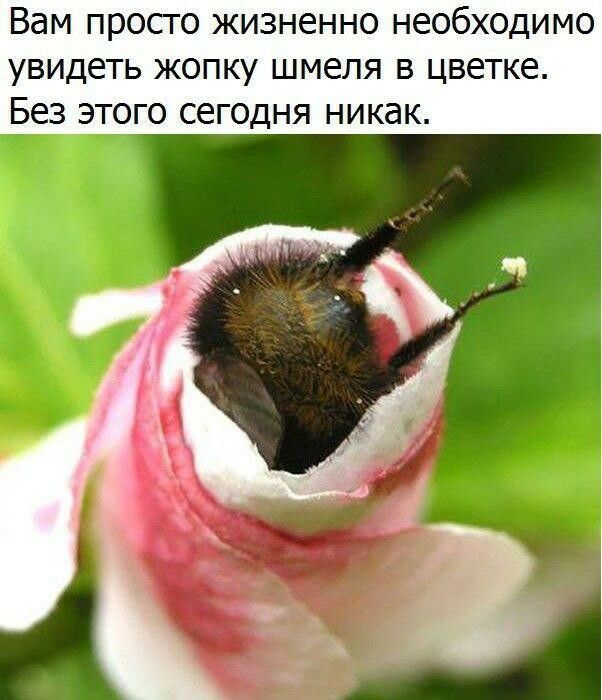 Вам просто жизненно необходимо увидеть жопку шмеля в цветке Без этого сегодня никак