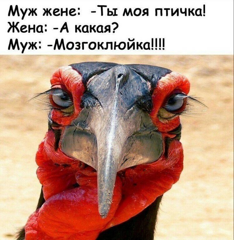 Муж жене Ты моя птичка Жена А какая Муж Мозгоклюйка