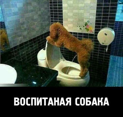ВОСПИТАНАЯ СОБАКА