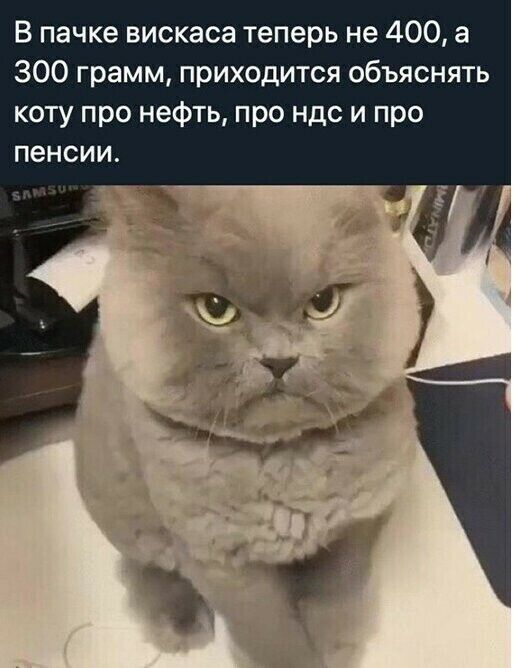 В пачке вискаса теперь не 400 а 300 грамм приходится объяснять коту про нефть про ндс и про пенсии
