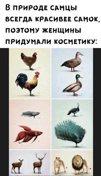 В природе сдицы всвгдд КРАСИВЕЕ спинок поэтому жвнщины придуипли косивтику