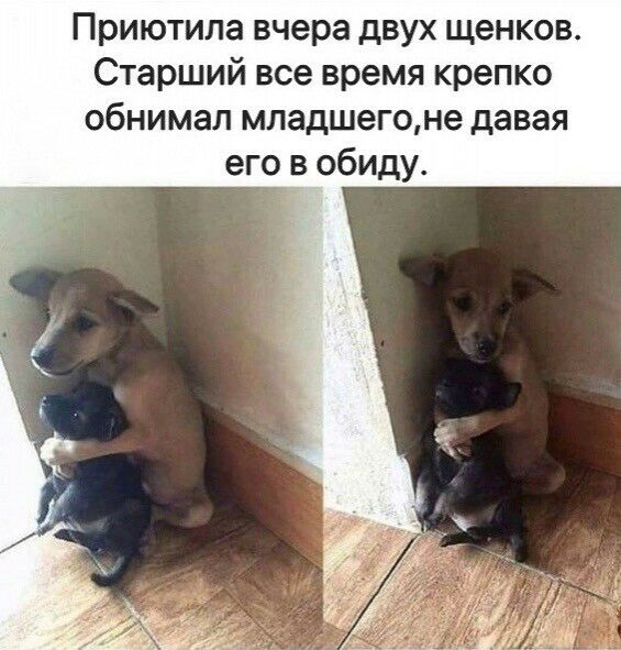 Приютила вчера двух щенков Старший все время крепко обнимал младшегоне давая его в обиду