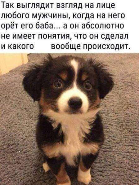 Так выглядит взгляд на лице любого мужчины когда на него орёт его баба а он абсолютно не имеет понятия что он сделал и какого вообще происходит