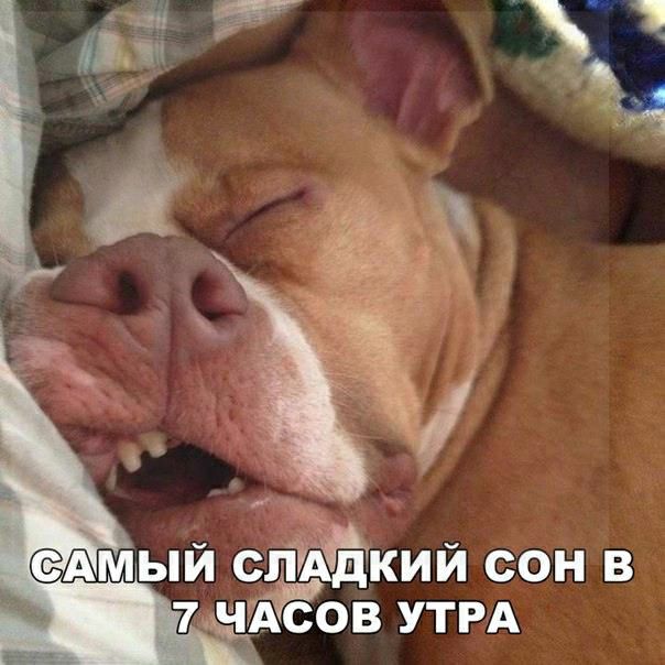сАмый стйкий сон в 7чов УТРА