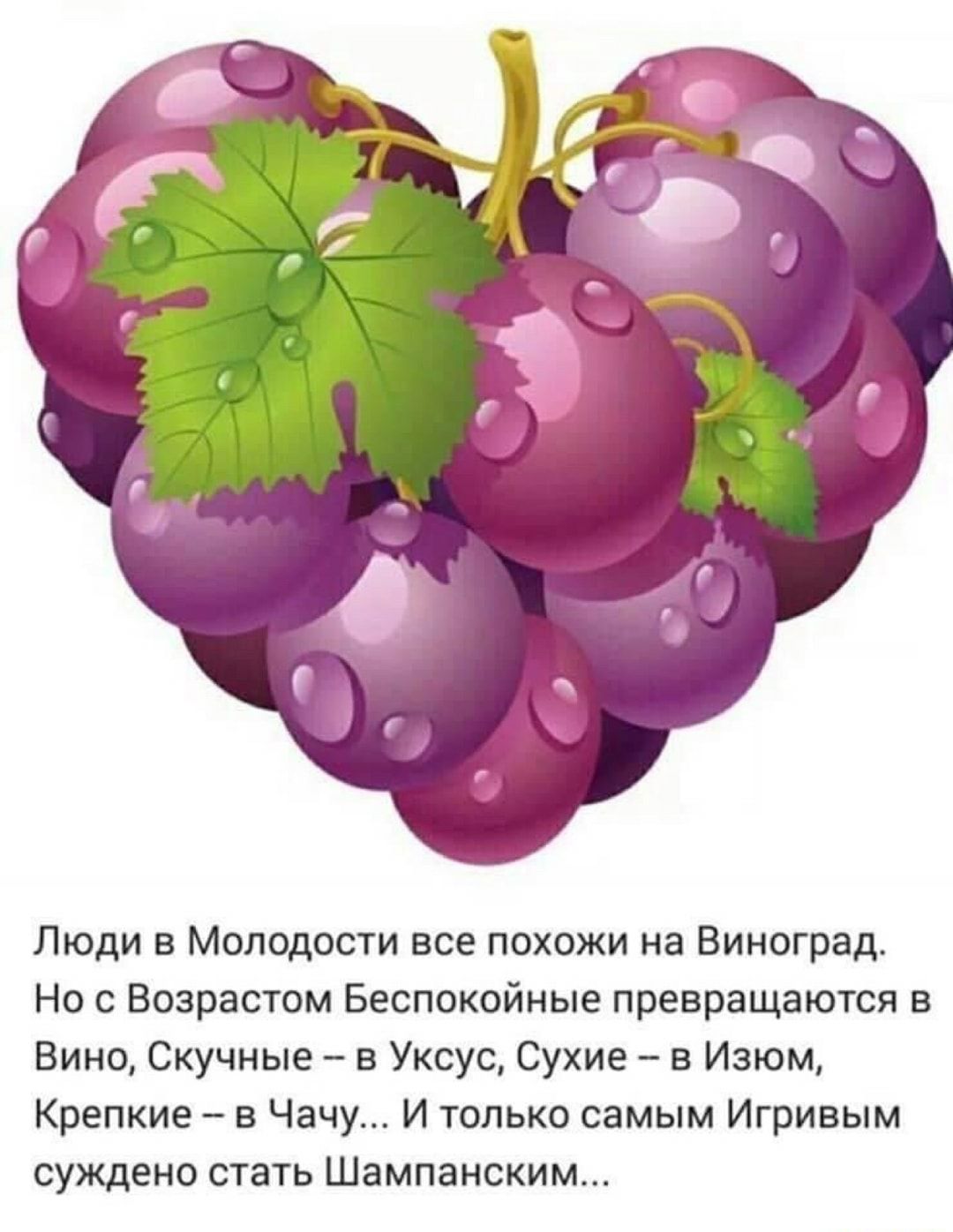 Люди в Молодости все похожи на Виноград Но с Возрастом Беспокойные превращаются 8 Вино Скучные в Уксус Сухие в Изюм Крепкие в Чачу И только самым Игривым суждено стать Шампанским