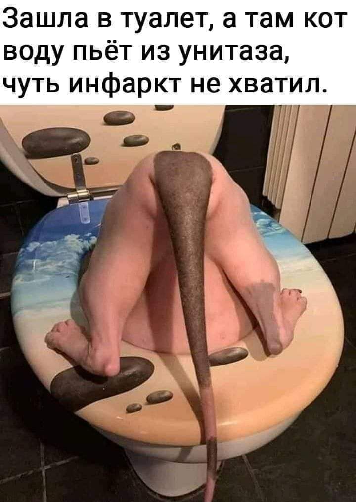 Зашла в туалет а там кот воду пьёт из унитаза чуть инфаркт не хватил