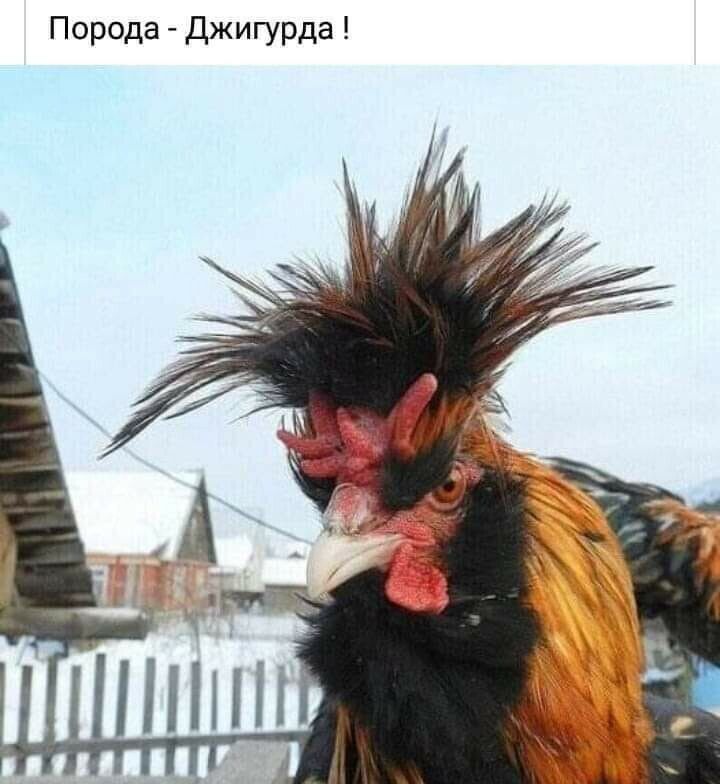Порода Джигурда