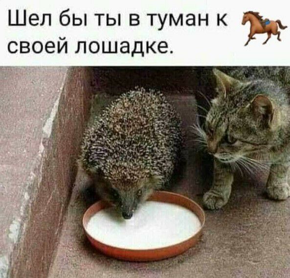 Шел бы ты в туман к своей лошадке