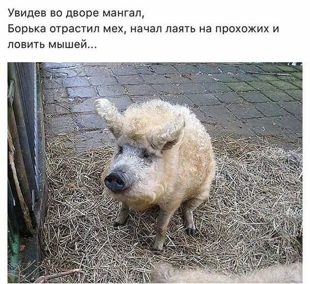 Увидев во дворе мангал Борька отрастил мех начал паять на прохожих и ловить мышей