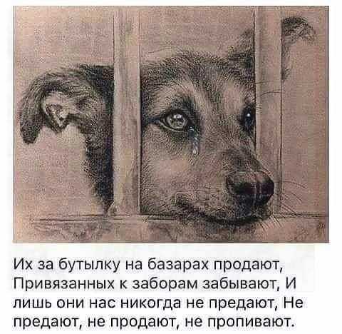 Их за бутылку на базарах продают Привязанных к заборам забывают И лишь они нас никогда не предают Не предают не продают не проливают