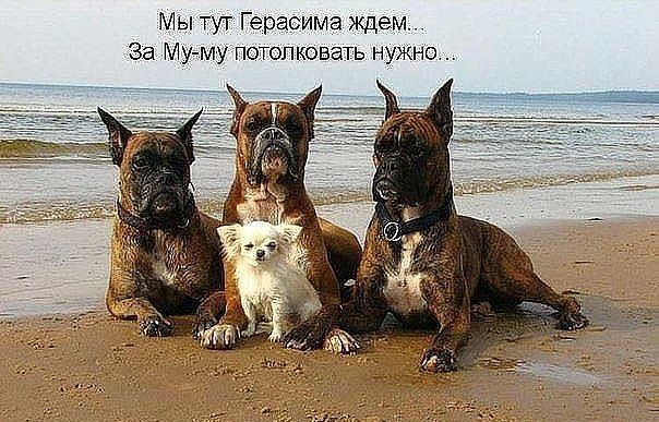 Мы тут Герасима ждем За Му му потолковать нужно