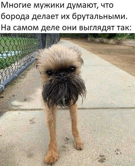 Многие мужики думают что борода делает их брутальными На самом деле они выглядят так