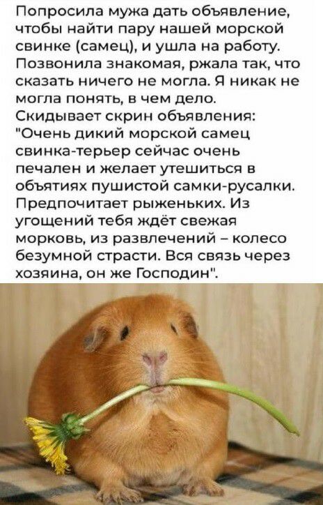 Попросила мужа дать объявление чтобы найти пару нашей морской свинке самец и ушла на работу Позвонила знакомая ржала так что сказать ничего не могла Я никак не могла понять в чем дело Скидывает скрин объявления Очень дикий морской самец свинкатерьер сейчас очень печален и желает утешиться в объятиях пушистой самкирусалки Предпочитает рыженьких Из угощений тебя ждёт свежая морковь из развлечений ко