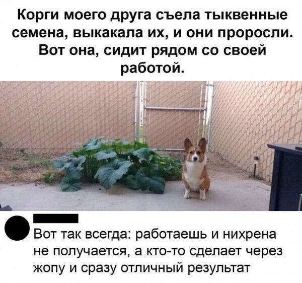 Корги моего друга съела тыквенные семена выкакапа их и они проросли Вот она сидит рядом со своей работой Вот так всегда работаешь и нихрена не получается а кто то сделает через жопу и сразу отличный результат