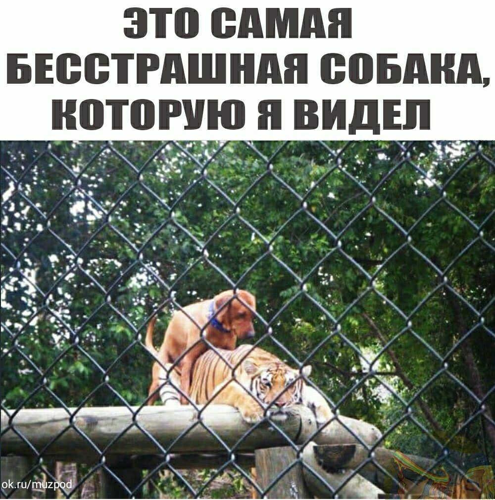 Это самая бесстрашная собака, торую я видел
