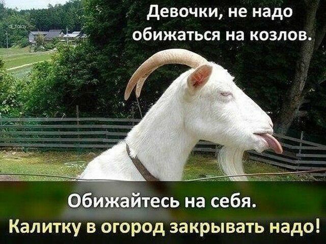 девочки не надо обижаться на козлов Калитку в огород закрывать надо