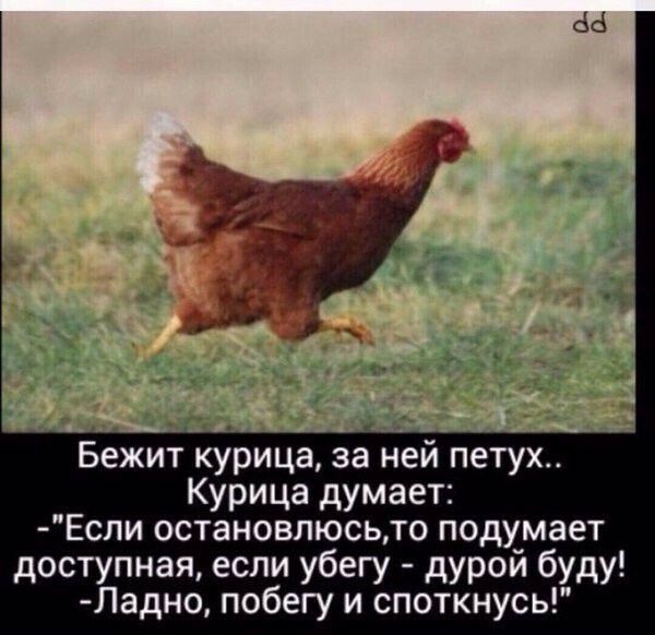 аа Бежит курица за ней петух Курица думает Если остановлюсьто подумает доступная если убегу дурой буду Ладно побегу и споткнусь