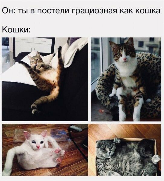 ОН ТЫ В постели грациозная как кошка Кошки