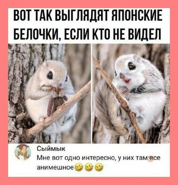ВОТ ТАК ВЫГЛНДНТ ЯПОНСКИЕ БЕЛПЧКИ ЕСЛИ КТВ НЕ ВИДЕЛ И Е Сыимык Мне вот одно интересно у них там все анимешноей и