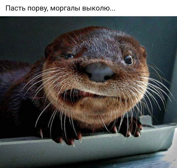 Пасть порву моргапы выколю
